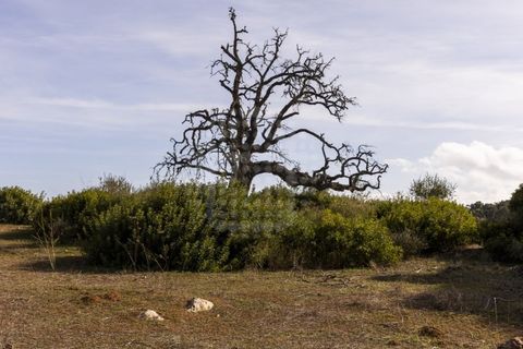 Farm i Lagoa, Faro, Lagoa - € 2.800.000 | Ref: QUI-2766 - foto 26