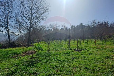 Helårsgrund i Arcos de Valdevez, Viana do Castelo, Arcos de Valdevez - € 860.000 | Ref: 1040-93 - foto 11