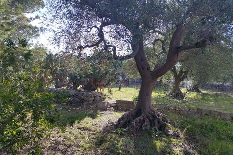Villa i Ostuni, Brindisi, Ostuni - € 580.000 | Ref: 172651 - foto 23