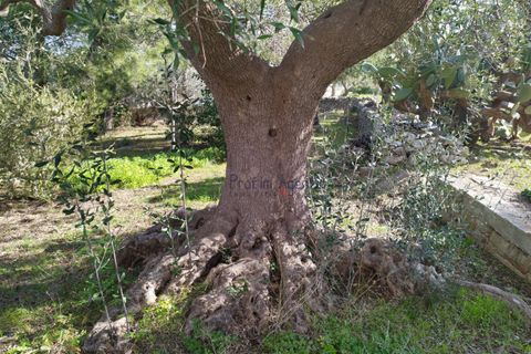 Villa i Ostuni, Brindisi, Ostuni - € 580.000 | Ref: 172651 - foto 22