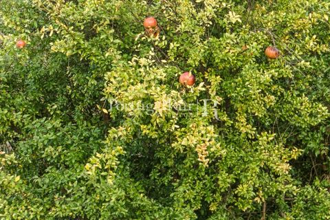 Farm i Castelo de Vide, Portalegre, Castelo de Vide - € 799.000 | Ref: 425 - foto 13