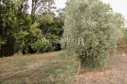 Farm i Castelo de Vide, Portalegre, Castelo de Vide - € 799.000 | Ref: 425 - foto 45
