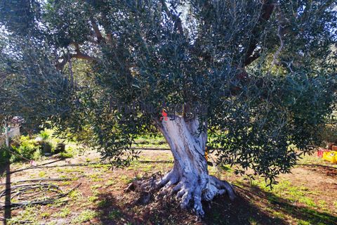 Villa i Carovigno, Brindisi, Carovigno - € 260.000 | Ref: 122646 - foto 14