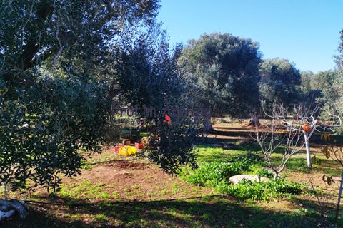 Villa i Carovigno, Brindisi, Carovigno - € 260.000 | Ref: 122646 - foto 13