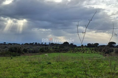 Terra a Olaia e Paco, Santarem, Olaia e Paco - € 39.000 | Ref: 01140-24 - foto 6