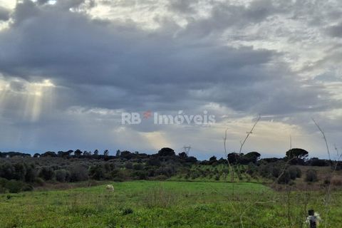 Terra a Olaia e Paco, Santarem, Olaia e Paco - € 39.000 | Ref: 01140-24 - foto 7