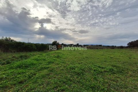 Terra a Olaia e Paco, Santarem, Olaia e Paco - € 39.000 | Ref: 01140-24 - foto 2