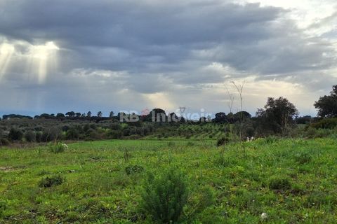 Terra a Olaia e Paco, Santarem, Olaia e Paco - € 39.000 | Ref: 01140-24 - foto 8