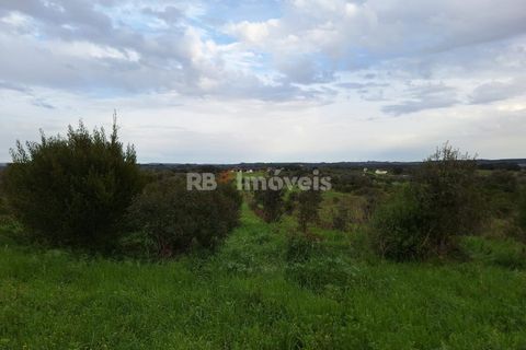 Terra a Olaia e Paco, Santarem, Olaia e Paco - € 39.000 | Ref: 01140-24 - foto 3