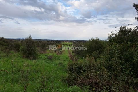 Terra a Olaia e Paco, Santarem, Olaia e Paco - € 39.000 | Ref: 01140-24 - foto 4