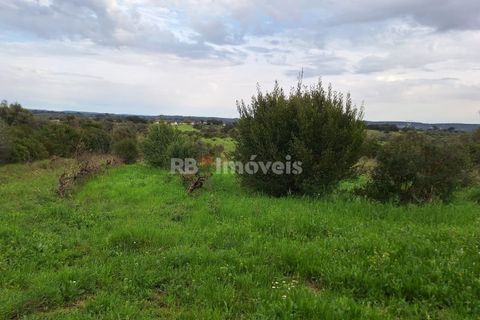 Terra a Olaia e Paco, Santarem, Olaia e Paco - € 39.000 | Ref: 01140-24 - foto 9
