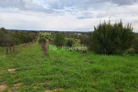 Terra a Olaia e Paco, Santarem, Olaia e Paco - € 39.000 | Ref: 01140-24 - foto 10