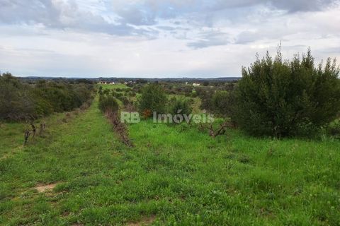 Terra a Olaia e Paco, Santarem, Olaia e Paco - € 39.000 | Ref: 01140-24 - foto 11