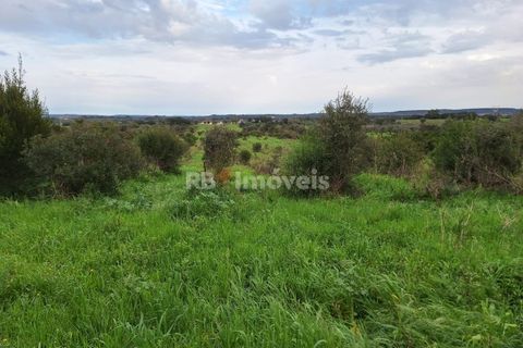 Terra a Olaia e Paco, Santarem, Olaia e Paco - € 39.000 | Ref: 01140-24 - foto 12