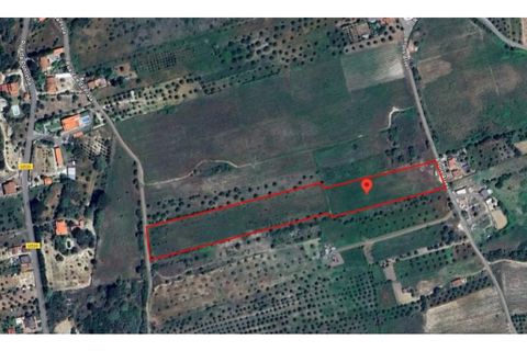 Terra a Olaia e Paco, Santarem, Olaia e Paco - € 39.000 | Ref: 01140-24 - foto 14