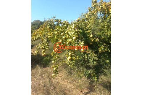 Villa i Tavira, Faro, Tavira - € 750.000 | Ref: 3601249 - foto 8