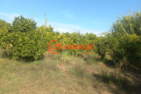 Villa i Tavira, Faro, Tavira - € 750.000 | Ref: 3601249 - foto 43