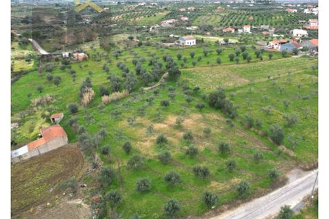 Terra a Ladoeiro, Castelo Branco, Ladoeiro - € 32.900 | Ref: 4615 - foto 2