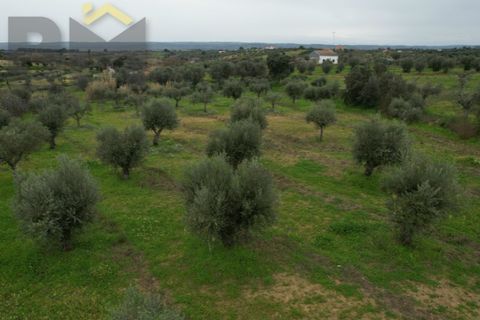 Terra a Ladoeiro, Castelo Branco, Ladoeiro - € 32.900 | Ref: 4615 - foto 5