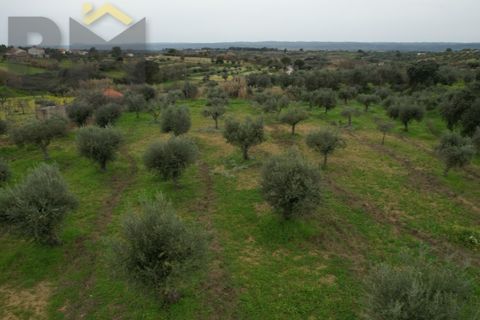 Terra a Ladoeiro, Castelo Branco, Ladoeiro - € 32.900 | Ref: 4615 - foto 6