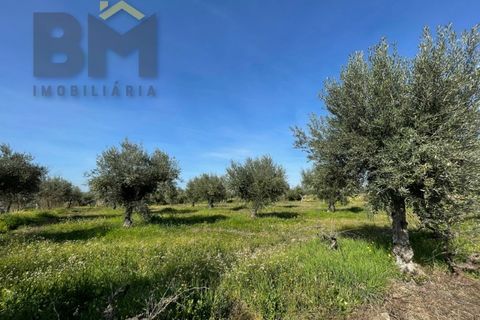 Terra a Ladoeiro, Castelo Branco, Ladoeiro - € 32.900 | Ref: 4615 - foto 7