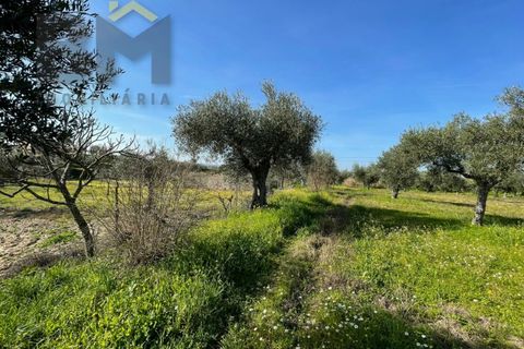 Terra a Ladoeiro, Castelo Branco, Ladoeiro - € 32.900 | Ref: 4615 - foto 8