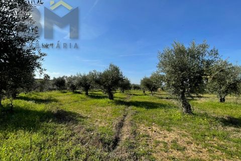Terra a Ladoeiro, Castelo Branco, Ladoeiro - € 32.900 | Ref: 4615 - foto 9