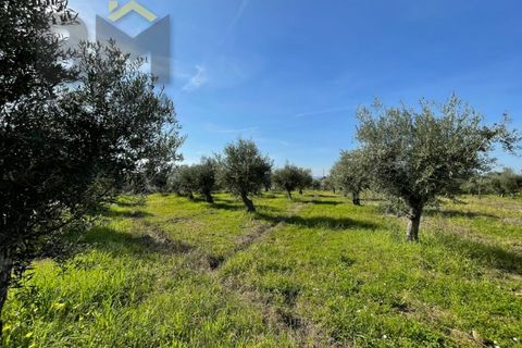 Terra a Ladoeiro, Castelo Branco, Ladoeiro - € 32.900 | Ref: 4615 - foto 10