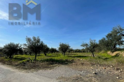 Terra a Ladoeiro, Castelo Branco, Ladoeiro - € 32.900 | Ref: 4615 - foto 11