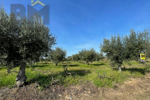 Terra a Ladoeiro, Castelo Branco, Ladoeiro - € 32.900 | Ref: 4615 - foto 12