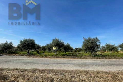 Terra a Ladoeiro, Castelo Branco, Ladoeiro - € 32.900 | Ref: 4615 - foto 13
