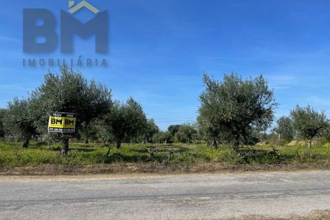 Terra a Ladoeiro, Castelo Branco, Ladoeiro - € 32.900 | Ref: 4615 - foto 14