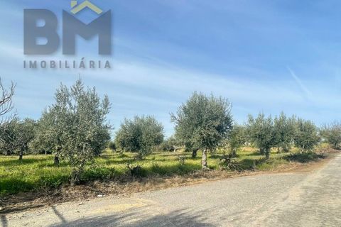 Terra a Ladoeiro, Castelo Branco, Ladoeiro - € 32.900 | Ref: 4615 - foto 15