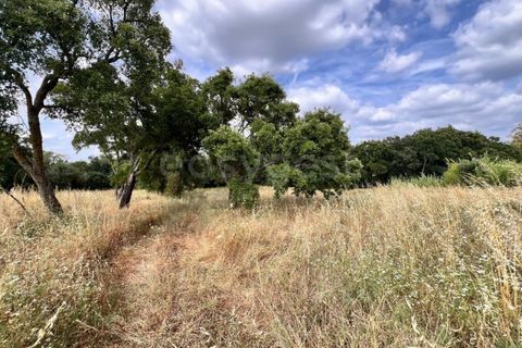 Villa i Tomar, Santarem, Tomar - € 50.000 | Ref: TM94695 - foto 15