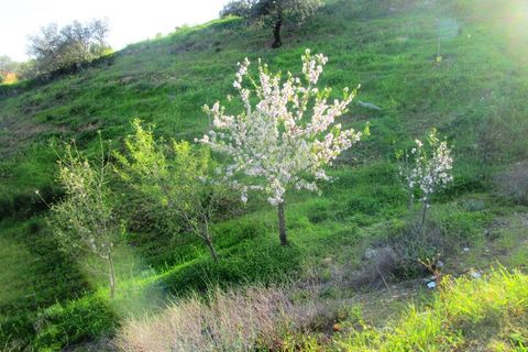 Helårsgrund i Odeleite, Faro, Odeleite - € 14.000 | Ref: 2001-134 - foto 2