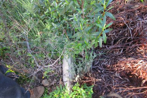 Helårsgrund i Odeleite, Faro, Odeleite - € 14.000 | Ref: 2001-134 - foto 7
