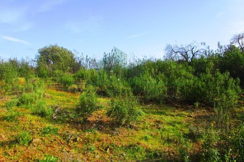 Terra a Odeleite, Faro, Odeleite - € 20.000 | Ref: 2001-132 - foto 5
