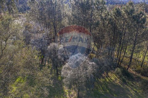 Helårsgrund i Ponte de Lima, Viana do Castelo, Ponte de Lima - € 39.000 | Ref: 123731008-82 - foto 9