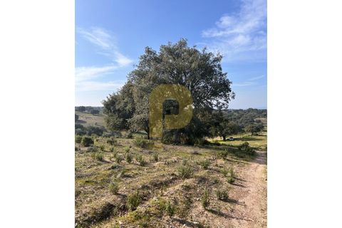 Landejendom i Rosmaninhal, Castelo Branco, Rosmaninhal - € 900.000 | Ref: PB2024386 - foto 4