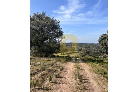 Landejendom i Rosmaninhal, Castelo Branco, Rosmaninhal - € 900.000 | Ref: PB2024386 - foto 5