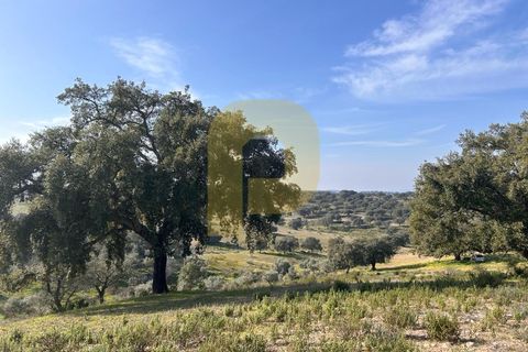 Landejendom i Rosmaninhal, Castelo Branco, Rosmaninhal - € 900.000 | Ref: PB2024386 - foto 8