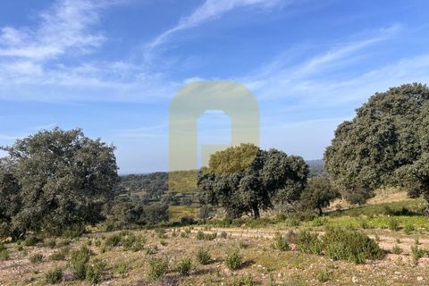Landejendom i Rosmaninhal, Castelo Branco, Rosmaninhal - € 900.000 | Ref: PB2024386 - foto 9