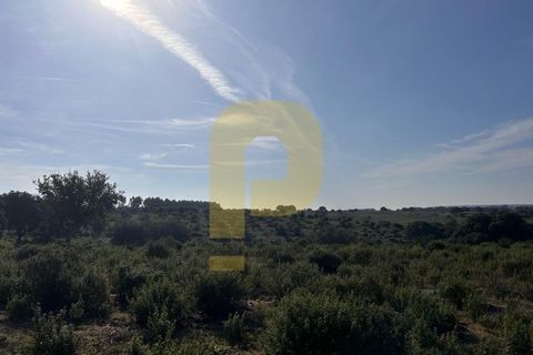Landejendom i Rosmaninhal, Castelo Branco, Rosmaninhal - € 900.000 | Ref: PB2024386 - foto 11