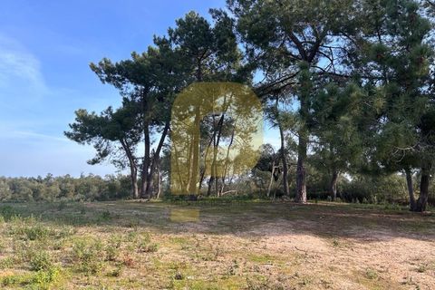 Landejendom i Rosmaninhal, Castelo Branco, Rosmaninhal - € 900.000 | Ref: PB2024386 - foto 19