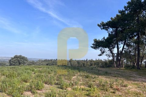 Landejendom i Rosmaninhal, Castelo Branco, Rosmaninhal - € 900.000 | Ref: PB2024386 - foto 21
