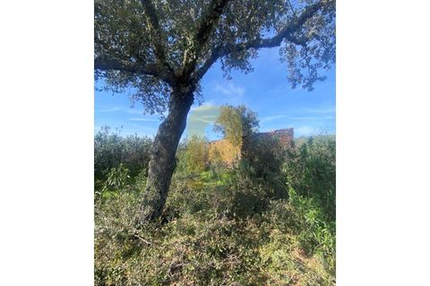 Helårsgrund i Rosmaninhal, Castelo Branco, Rosmaninhal - € 90.000 | Ref: PB2024384 - foto 3