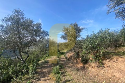 Helårsgrund i Rosmaninhal, Castelo Branco, Rosmaninhal - € 90.000 | Ref: PB2024384 - foto 7
