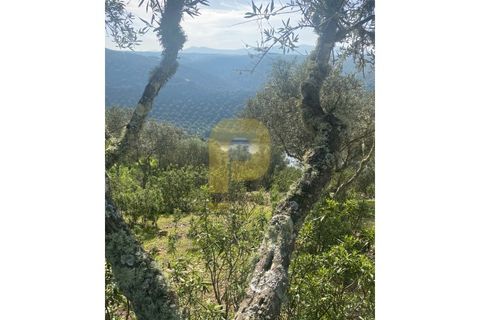 Helårsgrund i Rosmaninhal, Castelo Branco, Rosmaninhal - € 90.000 | Ref: PB2024384 - foto 11