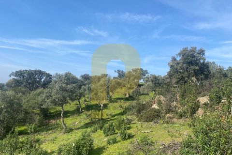 Helårsgrund i Rosmaninhal, Castelo Branco, Rosmaninhal - € 90.000 | Ref: PB2024384 - foto 17