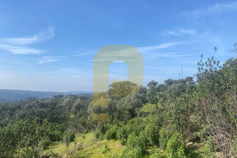 Helårsgrund i Rosmaninhal, Castelo Branco, Rosmaninhal - € 90.000 | Ref: PB2024384 - foto 25